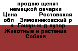 продаю щенят немецкой овчарки › Цена ­ 4 000 - Ростовская обл., Зимовниковский р-н, Гашун ж/д хутор Животные и растения » Собаки   
